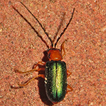 Spilocephalus intermedius